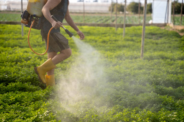 Best Affordable Pest Control Services  in Medicine Lodge, KS