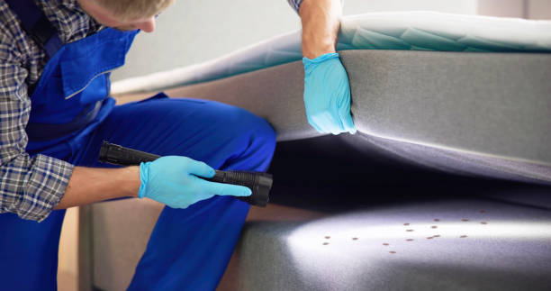 Wasp Removal Services in Medicine Lodge, KS