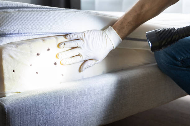 Best Affordable Pest Control Services  in Medicine Lodge, KS